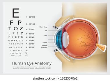 Human Eye Anatomy Normal Lens Vector Stock Vector (Royalty Free) 1069839359