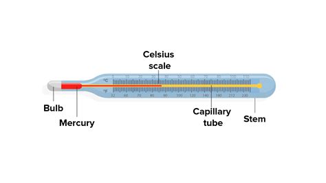 Draw the clinical thermometer and label its parts.