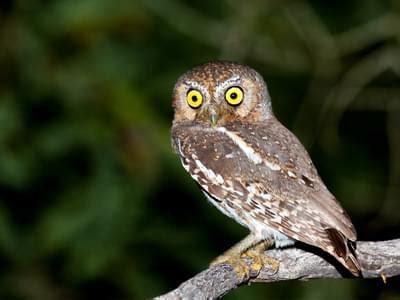 Elf Owl Bird Facts (Micrathene whitneyi) | Birdfact