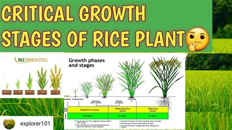 CRITICAL GROWTH STAGES: Tales of Ryza-The ABCs of proper nutrition for ...