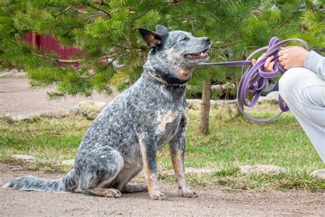 Blue Heeler Ultimate Guide: Pictures, Characteristics, & Facts ...