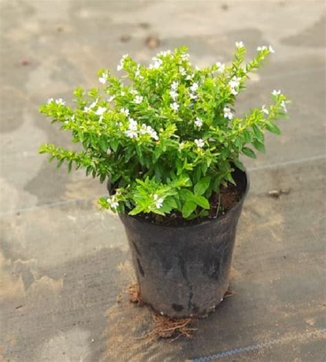 CUPHEA HYSSOPIFOLIA - White | TheGreenyard.in