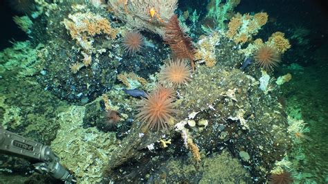 Coral Reefs in the Galápagos | Wood Hole Oceanographic Instutution