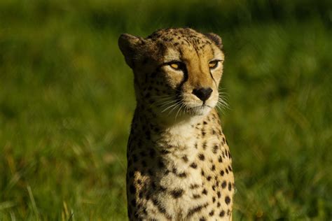 Cheetah - Bristol Zoo Project