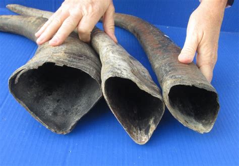 Wholesale Raw Water Buffalo Horns (with rough/chipped base) from India ...