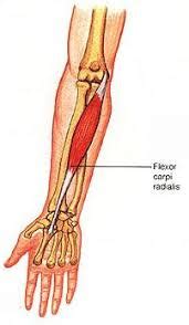 Palmaris longus muscle detail - origin, insertion and exercise.