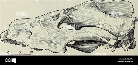 . Bulletin of the British Museum (Natural History), Geology. 490 ...