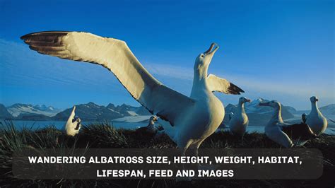 Wandering Albatross Size, Height, Weight, Habitat, Lifespan