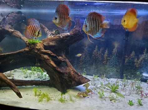 Trying Again With Plants In My 150g Discus Tank | Barr Report Forum ...