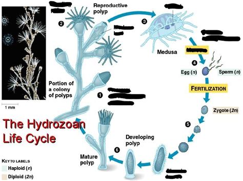 hydrozoa life cycle Diagram | Quizlet