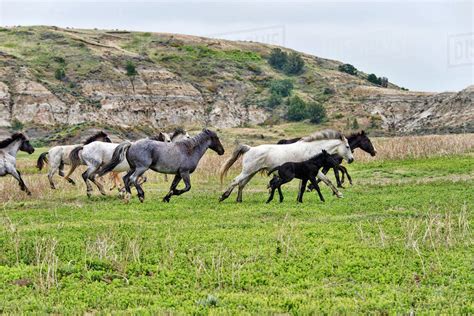 Wild horses, Theodore Roosevelt National Park; North Dakota, United States of America - Stock ...