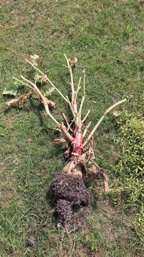 Simply Easy DIY: Harvesting the radish seeds