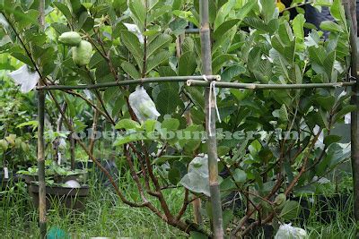 Ayo berkebun: Mencegah Rontok Jambu Biji Yang Tiada Berbiji