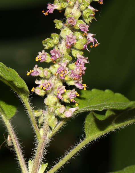 Ocimum tenuiflorum L. | Plants of the World Online | Kew Science