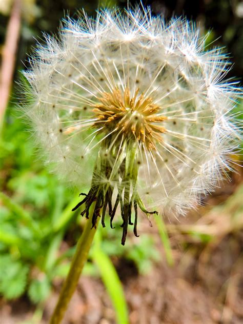 Dandelion Seeds Plant - Free photo on Pixabay - Pixabay