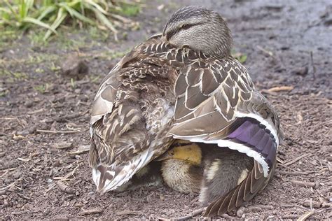 Fierce Animal Moms Who Will Stop At NOTHING To Protect Their Babies ...