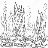 Free Seaweed Drawings Coloring Pages Sketch Coloring Page sketch template