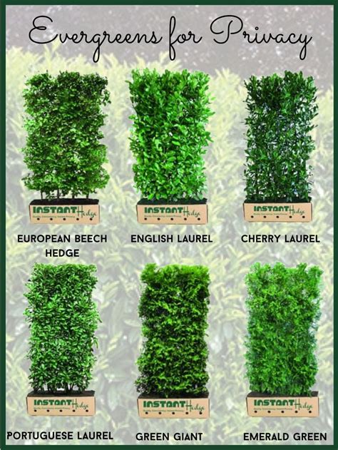 Best Privacy Hedges for Your Garden | Front Yard Landscaping Ideas with ...