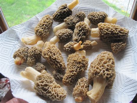 What Do Morel Mushrooms Taste Like? - BlogChef