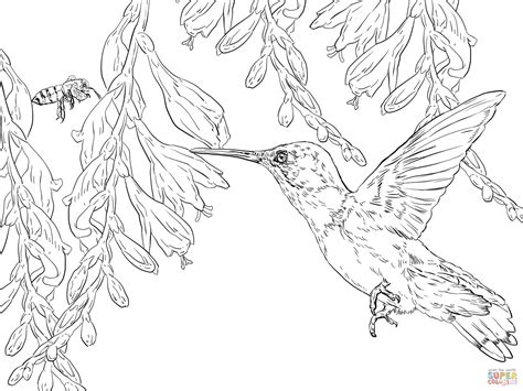 Hummingbird Line Drawing at GetDrawings | Free download