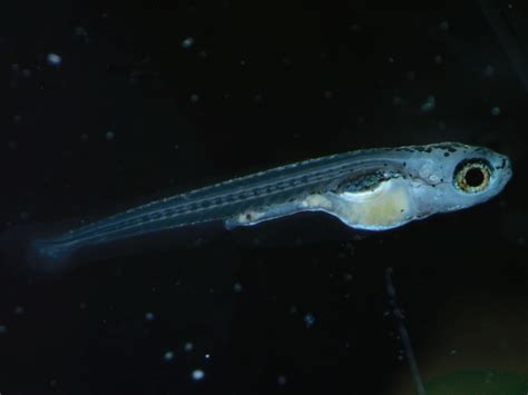 Fourteen-day-old zebrafish larva - Come See Our World