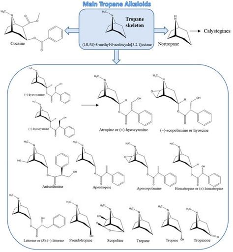 Chemistry and Occurrence of Tropane Alkaloids in Foods | Encyclopedia MDPI