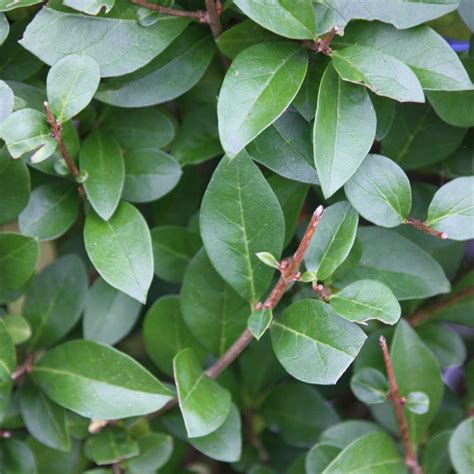 Ligustrum Ovalifolium - Plants To Your Door