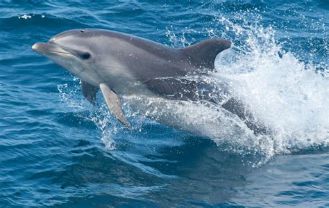 Common Bottlenose Dolphin - Oceana