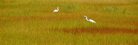 A Salute to Salt Marshes - Ocean Conservancy