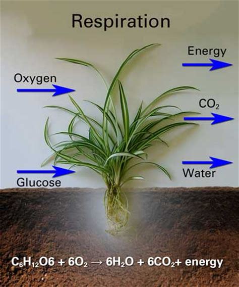 Anaerobic Respiration In Plants