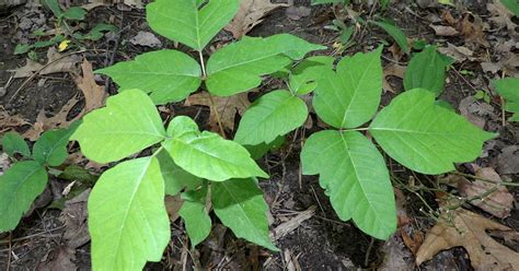 How To Get Rid Of Poison Ivy Oil On Surfaces