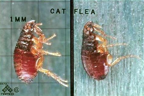 Fleas | Human Skin Parasites & Delusional Parasitosis