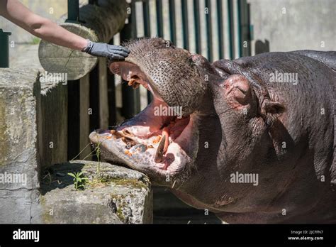 Hippo feeding in the zoo. Reproduction and care of hippos Stock Photo - Alamy