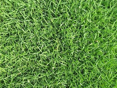 What Is The Best Zoysia Grass Seed? Reviews & Buyers Guide | Obsessed Lawn