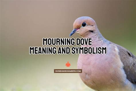 Mourning Dove Meaning