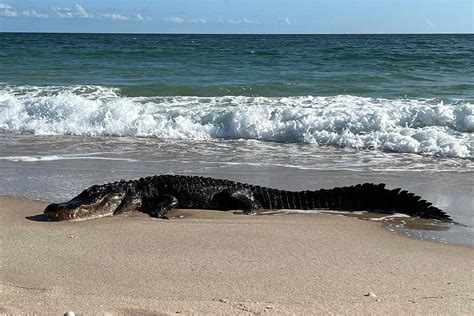 Alligator Photographed Sunning on a Florida Beach