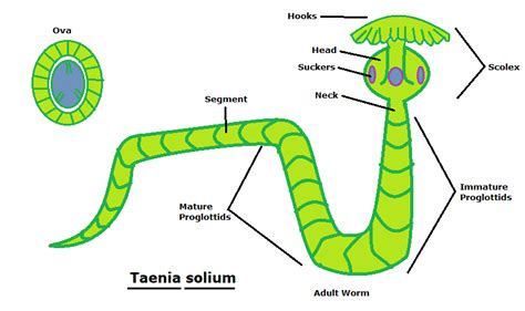 [Solved] Draw and label each of the parasites' SCOLEX, PROGLOTTIDS, OVA, and... | Course Hero