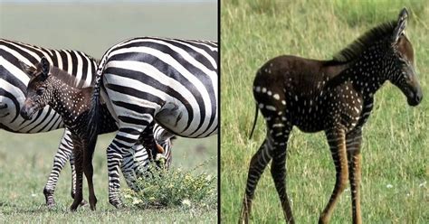 Photographer Captured An Incredibly Rare Baby Zebra With Spots Instead Of Stripes - Small Joys