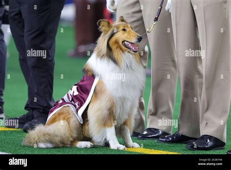 Arlington, Texas, USA. 24th Sep, 2022. Texas A&M mascot Reveille X ...