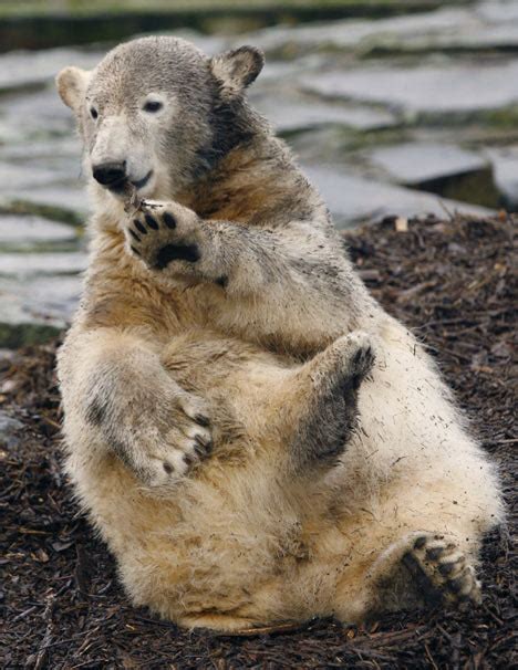 What turned cute little Knut the polar bear into a psycho? | Daily Mail Online