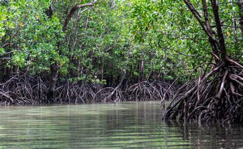 Hutan Bakau yang Tersebar di Indonesia – Gramedia Literasi