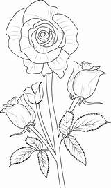 Coloring Pages For Children Easy Sketch Art Of Rese Buds Lovely  sketch template