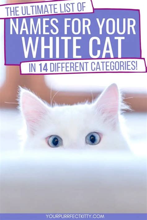 The Ultimate List of Name Ideas for Your White Cat - Your Purrfect Kitty