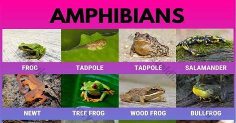 Amphibians: 15 Common Names of Amphibians | Great List of Amphibians - Visual Dictionary