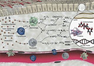 Biological Engineering Design | Biological Engineering | MIT OpenCourseWare