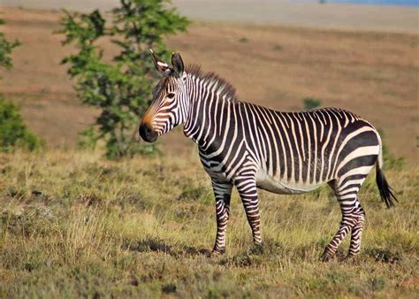 60 Zebra Facts for Animal Lovers and Africa Travelers (All 3 Species) | Storyteller Travel