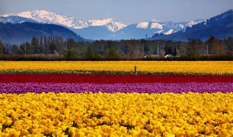 Skagit Valley Tulip Fields & Festival of Washington, U.S.