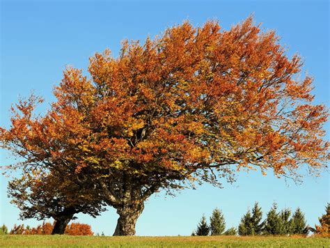 Beech Background