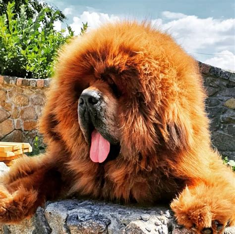 17 Pictures of Tibetan Mastiffs You Will Be Scared - The Paws