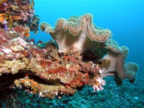 50+ Gambar Batu Karang Dalam Laut